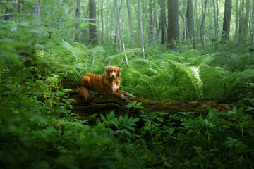 Fototapeta na wymiar dog in the fern. Nova Scotia Duck Tolling Retriever in the forest. Tropics wood. pet in nature. 