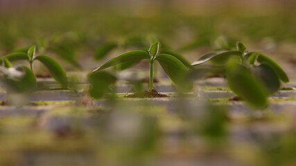Plantation of seedlings of cucumbers in the greenhouse