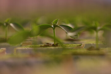 Plantation of seedlings of cucumbers in the greenhouse