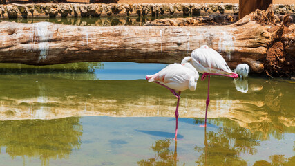 Animals from the Fasano safari zoo. Puglia