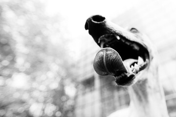 Die Zunge eines Whippets