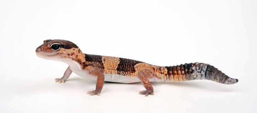 African fat-tailed gecko // Afrikanischer Krallengecko (Hemitheconyx caudicinctus)