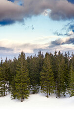 Snow-covered mountainside with green fir trees at sunrise.