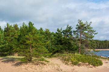 Fototapeta na wymiar A sandy beach on the seashore with pine trees forest on a hilltop. Sand dunes with green grass against blue sky on a sunny clear day background. Bushes of red rose hips with a place for copy space.