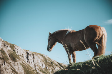 Pferde in Österreich an der Roten Spitze, Tirol.