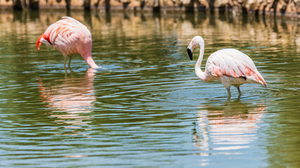 Animals from the Fasano safari zoo. Puglia