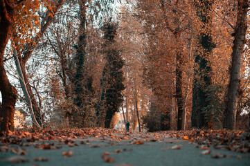 autunno viale alberato rosso foglie cadute - obrazy, fototapety, plakaty