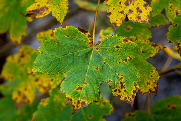 Beautiful yellow, orange and green autumn leaves. Picture from Scania county, southern Sweden
