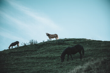 Pferde in Österreich an der Roten Spitze, Tirol.