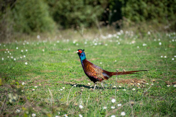 Ringneck Pheasant (Phasianus colchicus) male