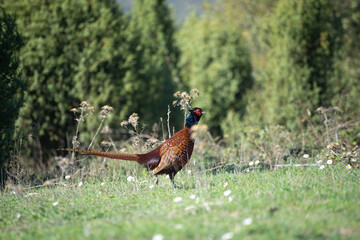 Ringneck Pheasant (Phasianus colchicus) male