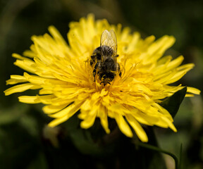 Abeille butineuse sur une fleur de pissenlit au Grand-Bornand, France