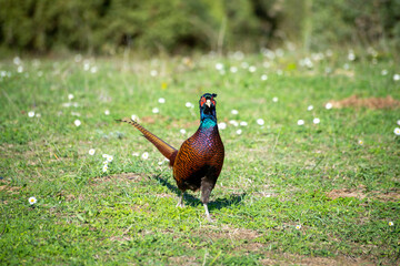 Ringneck Pheasant (Phasianus colchicus) male