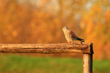 Common kestrel in fall colors landscape
