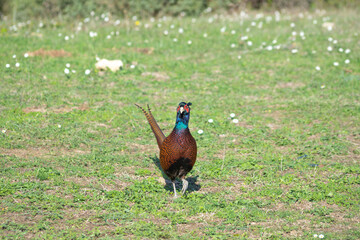 Ringneck Pheasant (Phasianus colchicus) male