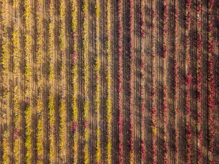 Red and green vineyards drone shot, aerial view from top