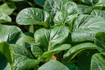 Green choy sum in growth, Organic vegetables.