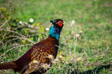 Ringneck Pheasant (Phasianus colchicus) male