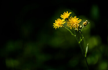 Crépide sauvage au Petit-Abergement, France