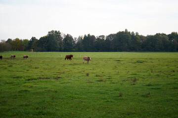 Shot of cows and bulls galloping in the field