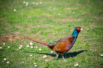 Ringneck Pheasant (Phasianus colchicus) male