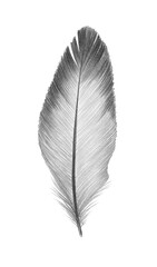feathers sketch graphics interesting beautiful feather pencil drawing print illustration 1