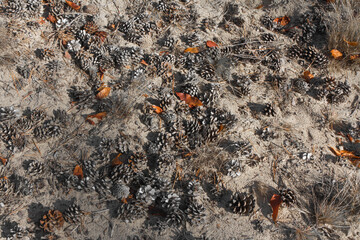 Pine cones in the middle of the Netherlands.