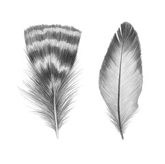 feathers sketch graphics interesting beautiful feather pencil drawing print illustration set of feathers 1