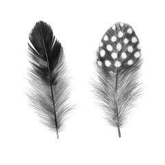 feathers sketch graphics interesting beautiful feather pencil drawing print illustration set of feathers 2