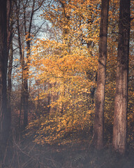 A burst of yellow leaves between trees in Cuerden Valley Park, Lancashire, United kiNGDOM