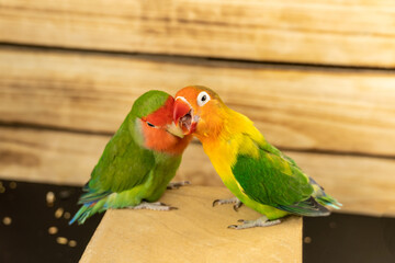 Two multi-colored inseparable parrots on a wooden background. One gnaws the other.