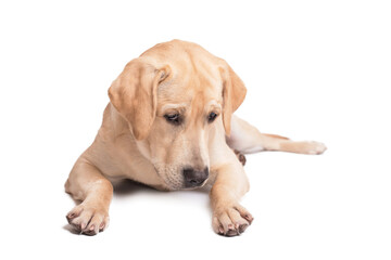 Sad labrador retriever dog lying on a white background