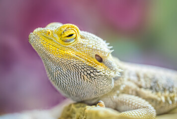 Multi-colored chameleon. Exotic tropical lizard	