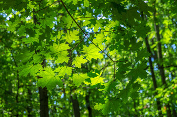 Fototapeta na wymiar Green leaves on maple tree