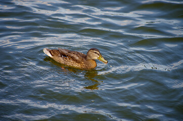 Duck on the pond in the park.