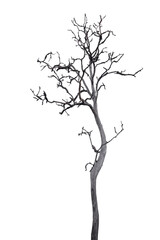 Death tree isolated on white background with clipping path