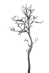 Obraz premium Death tree isolated on white background with clipping path