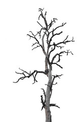 Death tree isolated on white background with clipping path