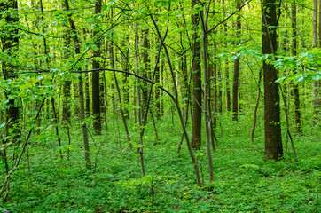 Forest trees. nature green wood sunlight backgrounds