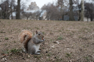 Squirrel in the park, New York City.