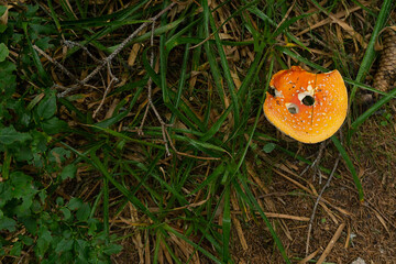 Mushroom in the forest that surrounds Feldsee lake at Feldberg mountain, Black Forest, Baden-Württemberg, Germany