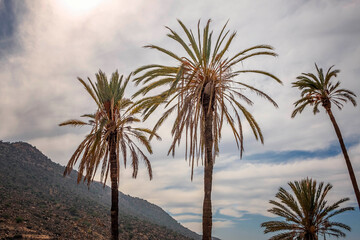 Beautiful Date palm oasis in a shiny cloudy sky.