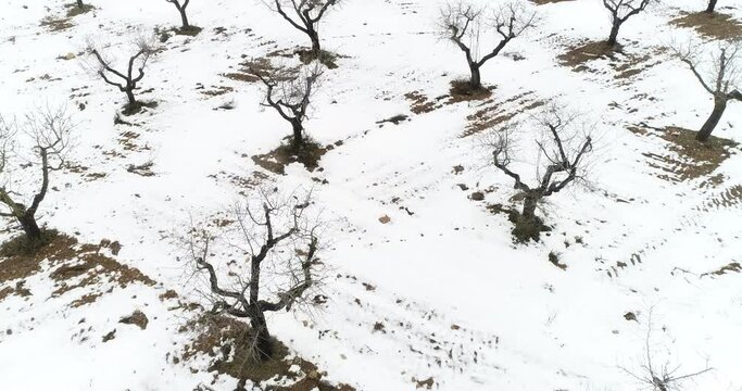 Paisaje de cultivo con drone 4k
