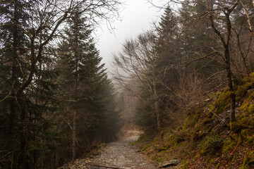 Obraz premium The Valley Val d’Astau, southwest of Bagneres de Luchon in the French Pyrenees. The trail to Lake d'Oô, Haute-Garonne, France. The dominant tree species are deciduous trees (Elm, Ash, Maple).