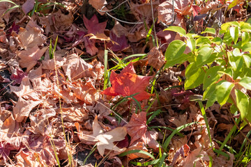 落葉のモミジバフウ