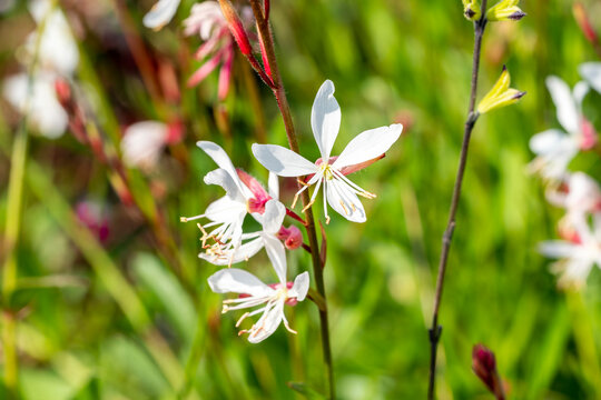 Gaura lindheimeri 'Sparkle White' a white pink summer autumn flower plant commonly known as Lindheimer's beeblossom stock photo image
