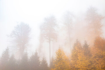 Fototapeta na wymiar Trees in the forest in fog in autumn