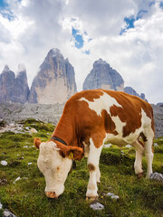 Fototapeta na wymiar Landscape of sunny view of the Dolomites. Summer in the bucolic paradise of south tyrol, cow under the Lavaredo mountains