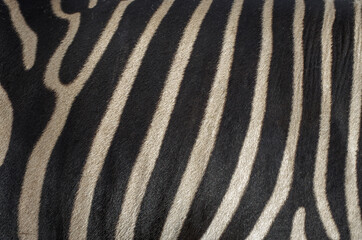 Natural texture of the zebra skin.