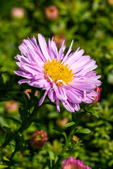 Obraz premium Aster Autumn Jewels 'Rose Quartz' a pink herbaceous perennial summer autumn flower plant commonly known as Michaelmas daisy, stock photo image